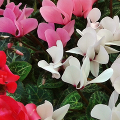 Cyclamen Silver Leaf Mix | 3 or 6 1L Pots
