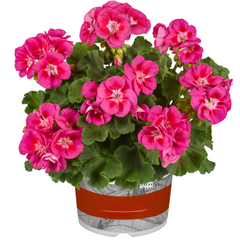 Pelargonium Toscana Castello Tammo / Smart Nina | 3 or 6 1L Pots