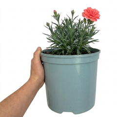 1 Cottage Pink Dianthus Sugar Coral, Hardy Fragrant Perennial, Garden Ready, 5 Litre Root-Ball