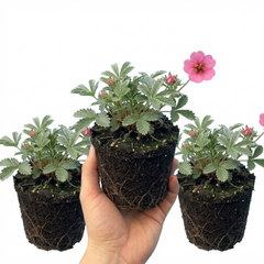 Potentilla Miss Wilmott Hardy Perennial Shrub Plants, Bee Friendly Summer Flowering, Outdoor Garden Ready, 1 Litre Root-Ball