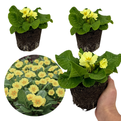 Primrose Sweet 16 | 3 or 6 1L Pots