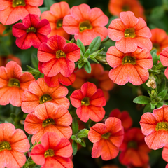 Calibrachoa Cabaret Early Orange | 3 or 6 1L Pots