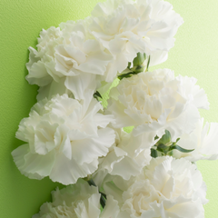 Carnation White | 3 or 6 1L Pots