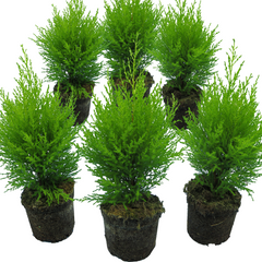 Cupressus Wilma | 3 or 6 1L Pots