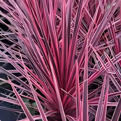 Cordyline Charlie Boy | 3L Pots