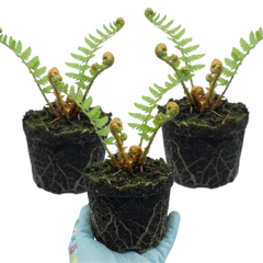 Dryopteris affinis Montana Male Fern Hardy Evergreen Perennial Plants, Shade Loving Garden Plant, 1L Root Ball