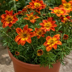 1 Bidens Taka Tuka Red Yellow Brush Trailing Plant, Bee Friendly Outdoor Summer Flowering, 21cm Root-ball