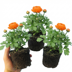 Ranunculus Vortex Orange Persian Buttercup Plants, Hardy Perennial, Spring & Autumn Flowering, Outdoor Garden Ready, 1 Litre Root-Ball