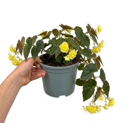 1 Large Plant - Begonia Fragrant Falls Lemon, Outdoor Garden Ready, 2L Pot