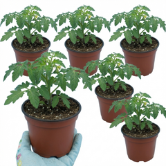 Set of 3 or 6 Large Plants - Tomato Honeycomb Variety, Outdoor Garden Ready, 10.5 cm