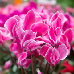 Large Cyclamen Bicolour Growers Selection | 3 or 6 1L Pots