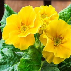 Polyanthus Yellow | 3 or 6 1L Pots