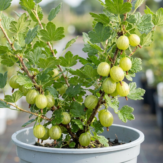 Green Gooseberry Bush, Hardy Self Fertile Fruit Plant, Outdoor Garden Ready, 5 Litre Root Ball