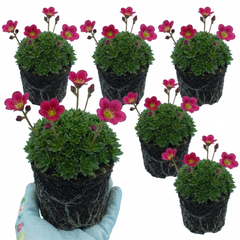 Saxifrage Marto Rose Hardy Alpine Evergreen Perennial Plants, Pink Rockery Ground Cover, Outdoor Garden Ready, 1 Litre Root-Ball