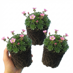 Saxifrage Marto Rose Hardy Alpine Evergreen Perennial Plants, Pink Rockery Ground Cover, Outdoor Garden Ready, 1 Litre Root-Ball