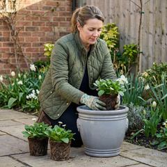 Bellis Habanera White | 3 or 6 1L Pots