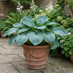 Hosta Blue Mammoth Plant, Large Outdoor Garden Ready Hardy Perennial for Shade, 17cm/2 Litre Root Ball