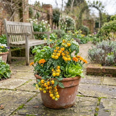 Set of 3 or 6 Large Plants - Tomato Lemon Sherbet, Ready to Plant in Your Garden, 10.5 cm
