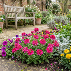 Set of 3 or 6 Verbena Trailing Magelana Hot Rose Plants, Summer Bedding Garden Ready, 10.5cm Root-Ball