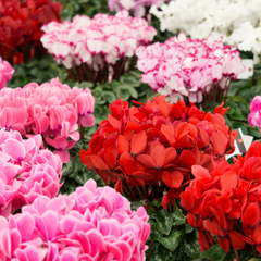 Cyclamen Growers Selection | 3 or 6 1L Pots