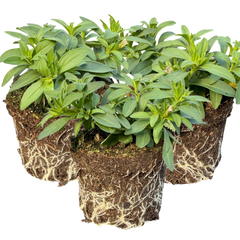 Calibrachoa Bumble Hot Pink | 3 or 6 1L Pots