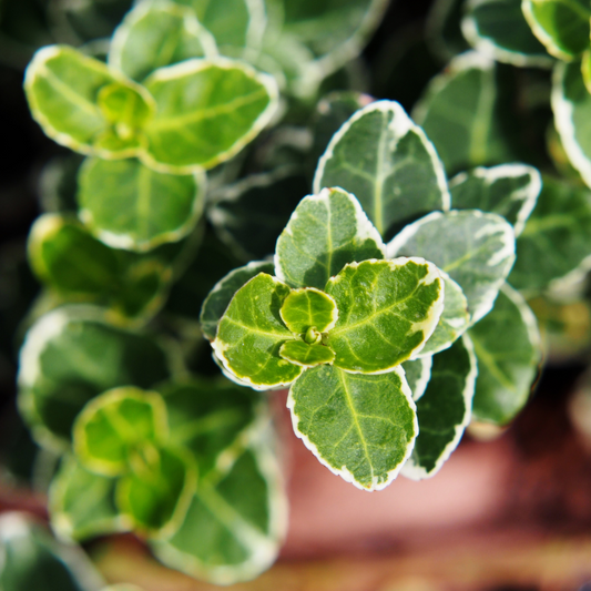 Euonymus Emerald Gaiety | 3 or 6 1L Pot
