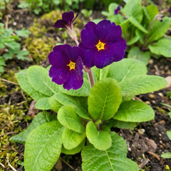 Polyanthus Stella Pheasant Eye | 3 or 6 1L Pots