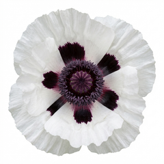 Papaver Orientale Royal Wedding Poppy Plants, Hardy Perennial, Outdoor Garden Ready, 1 Litre Root-Ball