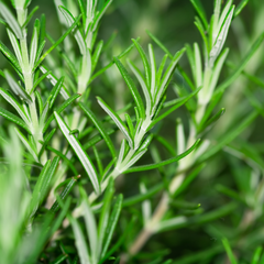 Rosemary Mix | 3 or 6 1L Pots