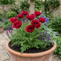 Papaver Orientale Beauty of Livermere Plants, Hardy Perennial Oriental Poppy, Outdoor Garden Ready, 1 Litre Root-Ball