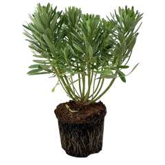 Euphorbia Silver Edge | 3L Pot