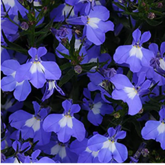 3 Large Lobelia Plants - Sweet Springs Dark Blue, Ready to Plant in Your Garden
