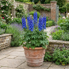 1 Delphinium Pixie Neptune Rocket, Hardy Perennial Flowering Plant, Garden Ready, 3 Litre Root Ball