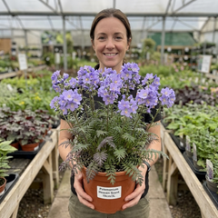 Polemonium Heaven Scent Flowering Plant, Hardy Perennial for Cottage Garden, Bee Friendly, Litre Root Ball