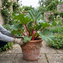 1 Rhubarb Victoria Plant, Hardy Perennial, Grow Your Own Fruit, Garden Ready, 17cm Root Ball