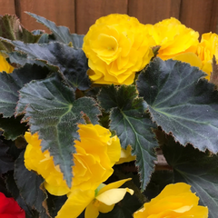 1 Large Plant - Begonia Mocca Yellow, Ready to Plant in Your Garden, 2L Pot