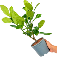 Prunus Rotundifolia | 2L Pots
