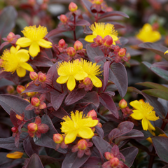 1 Hypericum Hidcote St Johns Wort Plant, Hardy Evergreen Yellow Flowering Shrub, 2 Litre Root Ball
