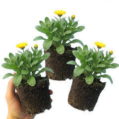 Calendula ‘Fiesta Yellow’, Ready to Plant