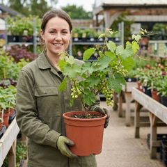 1 Grape Vine Vitis Exalta White Plant, Hardy Outdoor Garden Ready, 3 Litre Root-Ball