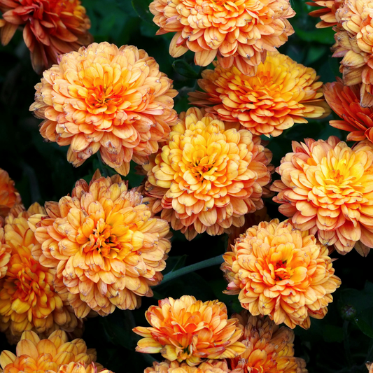 Chrysanthemum Orange | 3 or 6 1L Pots