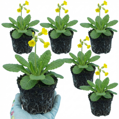 Primula veris Pure Yellow Hardy Perennial Plants, Spring Flowering, Outdoor Garden Ready, Root-Ball