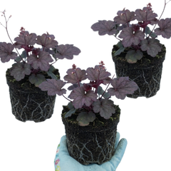 Set of 3 or 6 Heuchera Palace Purple Coral Bells Plants, Hardy Evergreen Perennial, Shade Tolerant Garden Plants, Outdoor Garden Ready, 1 Litre Root-Ball