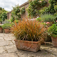 1 Carex Prairie Fire Evergreen Ornamental Grass, Hardy Perennial Garden Plant, 2 Litre Root Ball