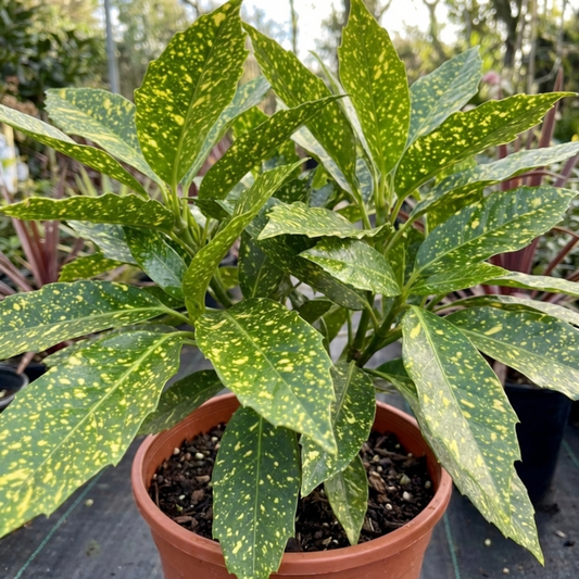 Aucuba Japonica Crotonifolia Spotted Laurel, Hardy Evergreen Garden Shrub, 2 Litre Root-Ball