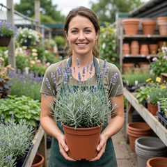 1 Large Plant - Lavender Hidcote Light Blue, Outdoor Garden Ready, 2L Pot