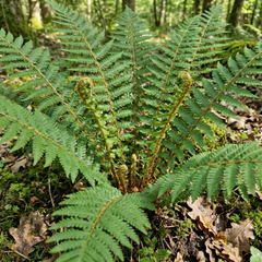 Dryopteris affinis Montana Male Fern Hardy Evergreen Perennial Plants, Shade Loving Garden Plant, 1L Root Ball