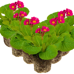 Polyanthus Stella Cherryade | 3 or 6 1L Pots
