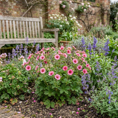 Potentilla Miss Wilmott Hardy Perennial Shrub Plants, Bee Friendly Summer Flowering, Outdoor Garden Ready, 1 Litre Root-Ball