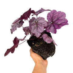 Heuchera Wild Rose | 2L Pots